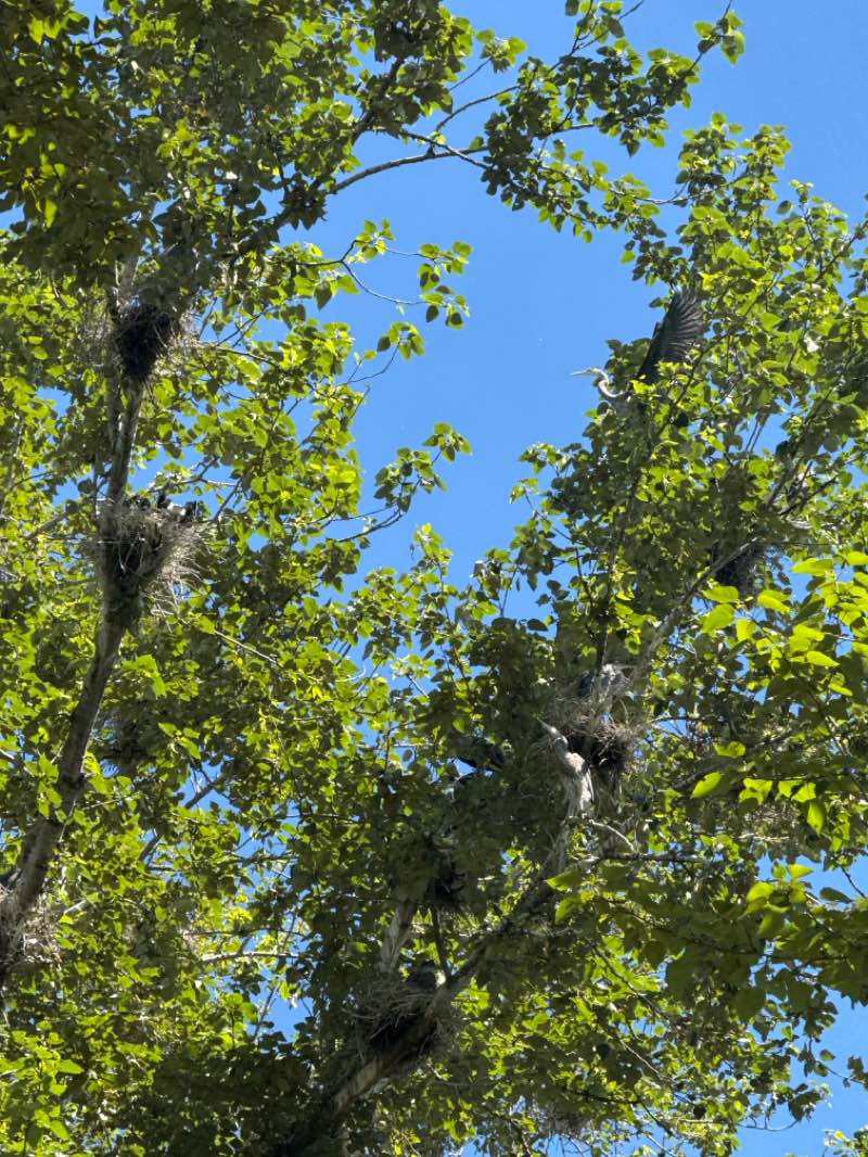 walking near me in Marymoor Park in summer