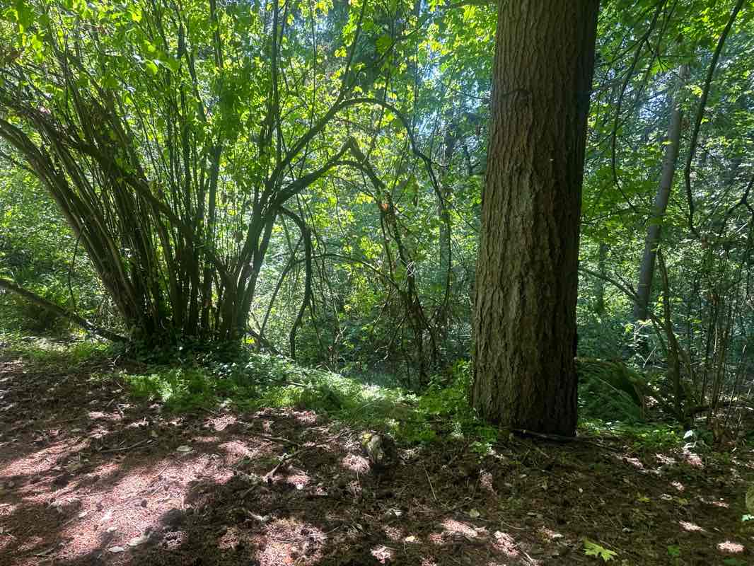 walking near me in Westcrest Park in summer