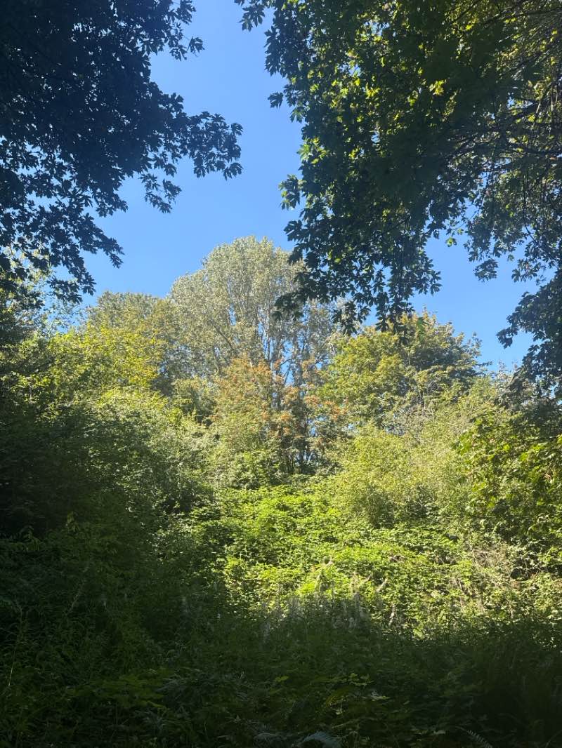 walking near me in Westcrest Park in summer