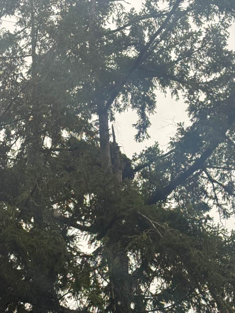 walking near me in Seward Park in spring