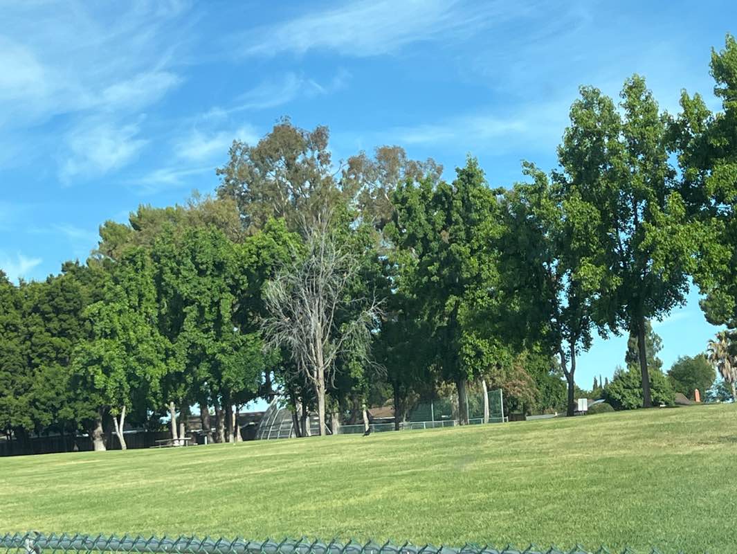 walking near me in Mira Vista Park in summer