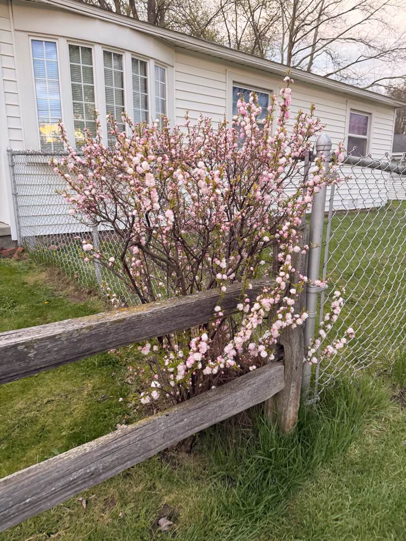 walking near me in Cayley Park East in spring