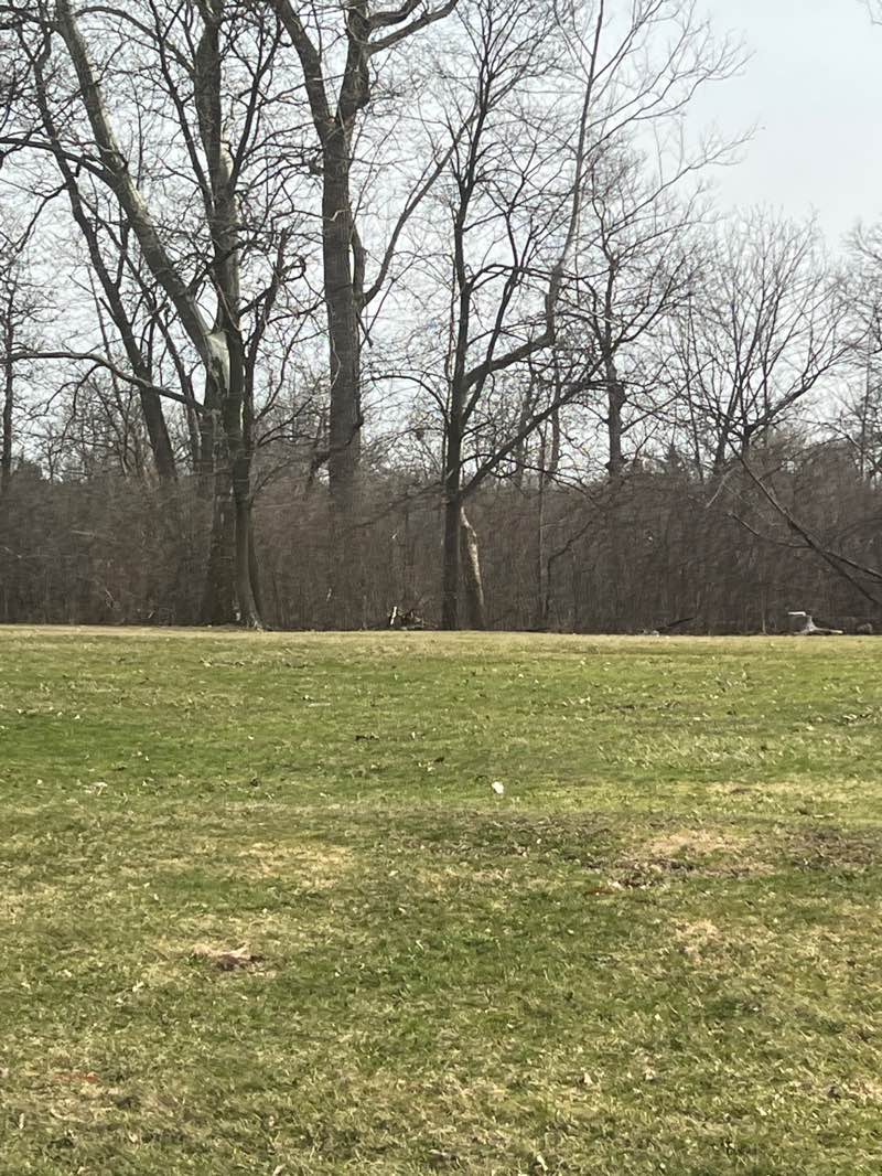 walking near me in Delaware Park in spring