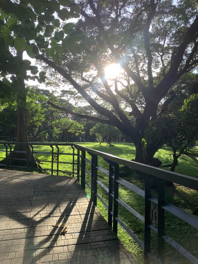 walking near me in U.P. – Washington SyCip Garden of Native Trees in winter