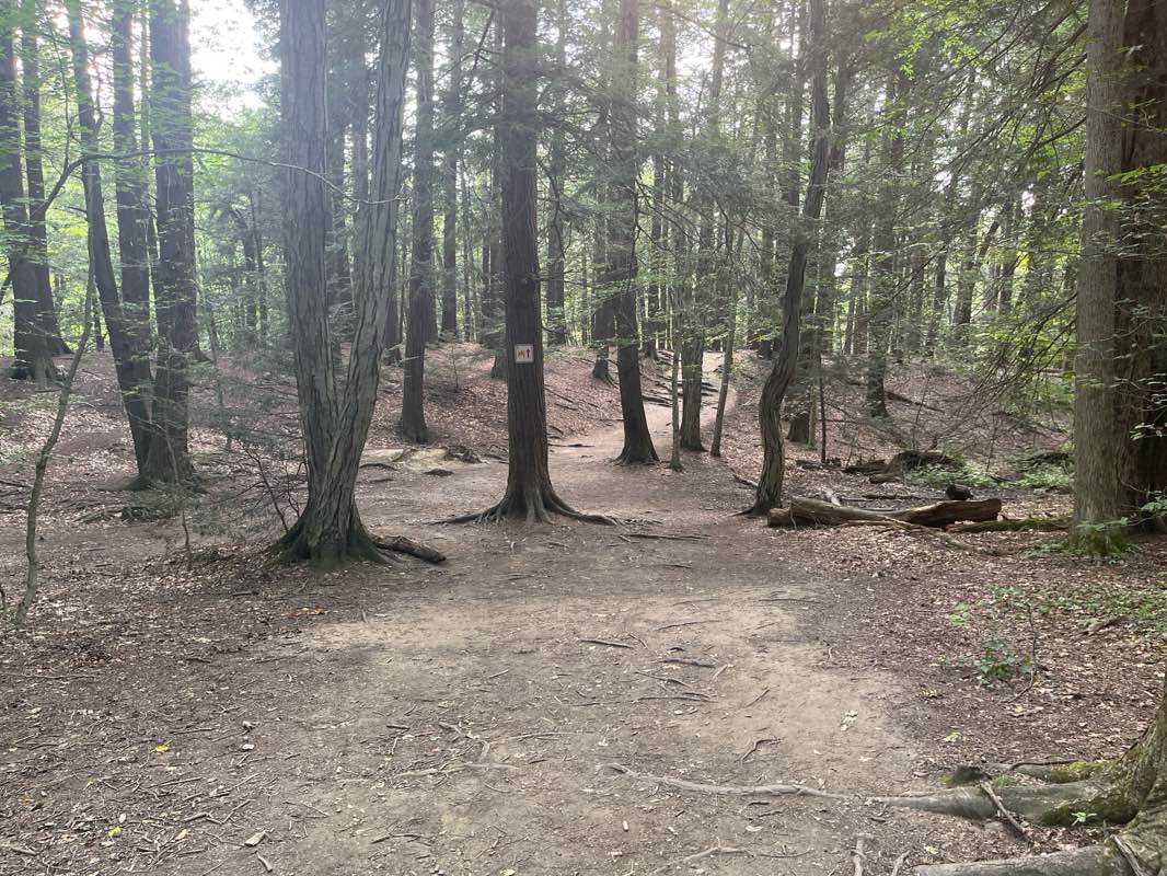 walking near me in Chestnut Ridge Park in summer