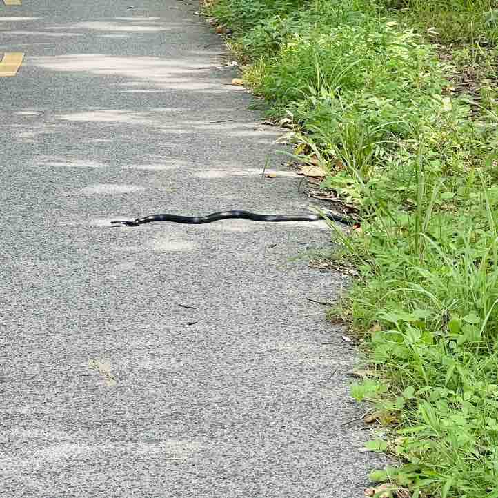 Mashane Nthutang post 3