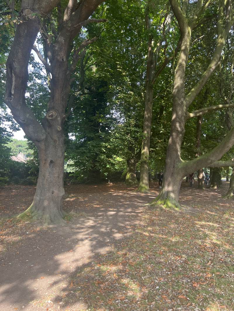 walking near me in St Anne's Park in autumn