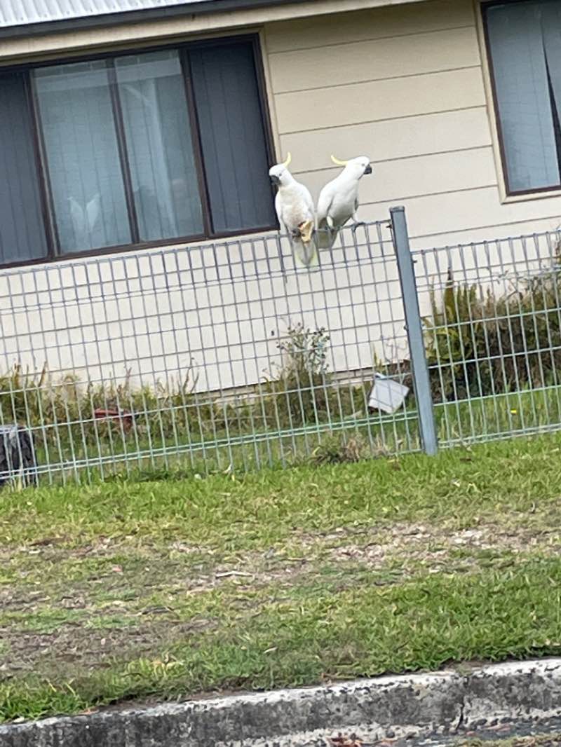 walking near me in Ewen Howlett Reserve in summer