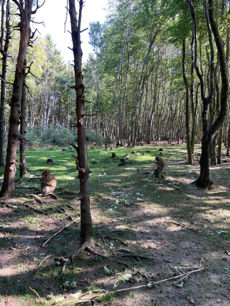walking near me in Herosépark in winter