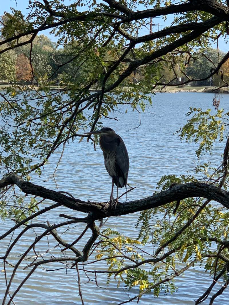 walking near me in Frisco Lake Park in winter