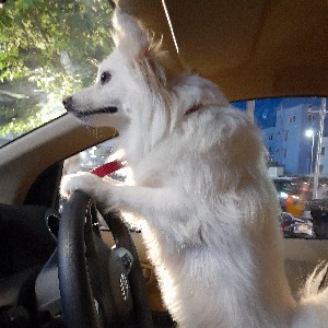 Romir profile