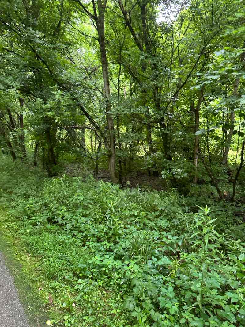 walking near me in Miami Whitewater Forest in summer