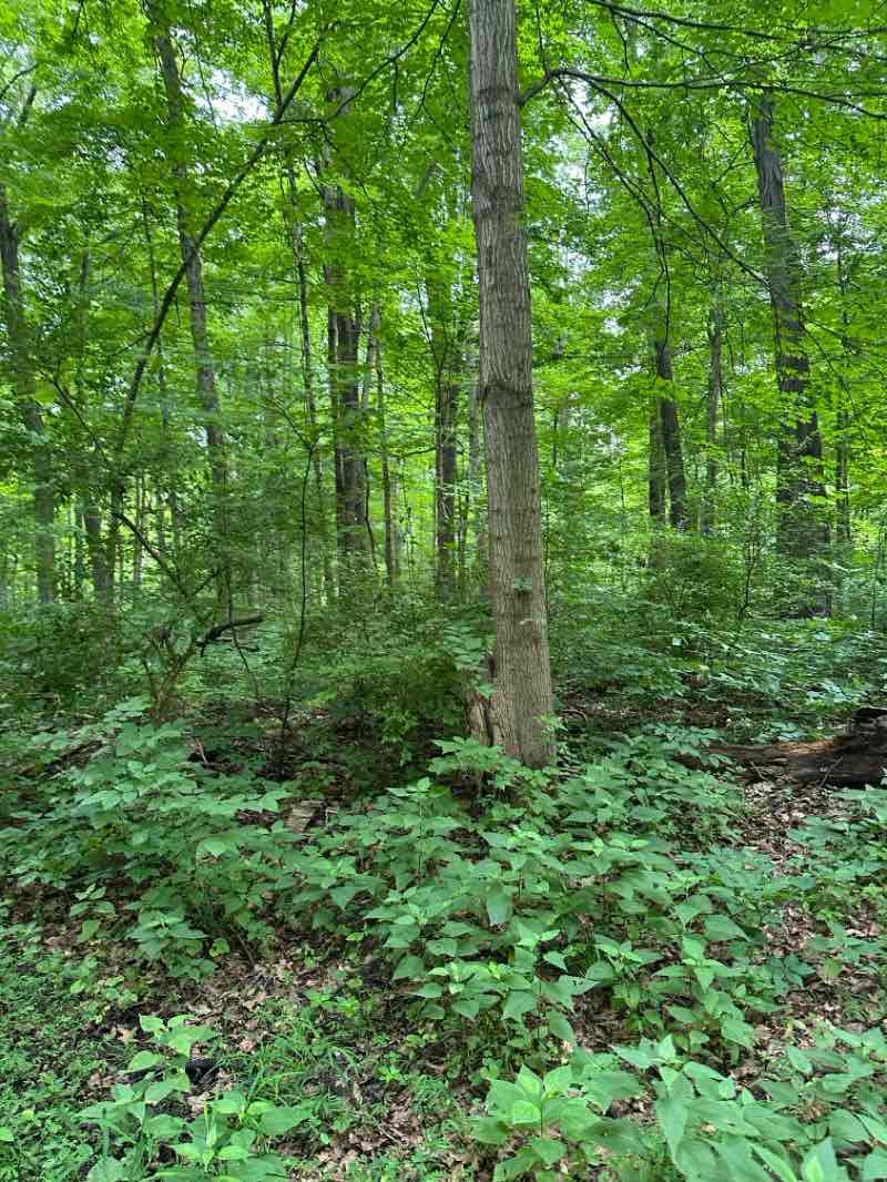 walking near me in Hueston Woods State Park in summer
