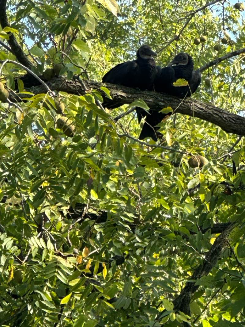 walking near me in Lunken Airport Recreation Area in autumn