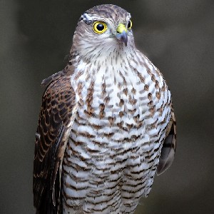 sparrowhawk