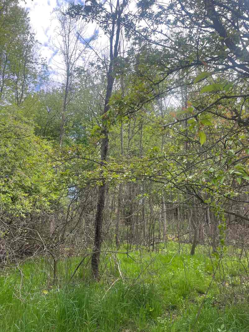 walking near me in Heritage Park in spring