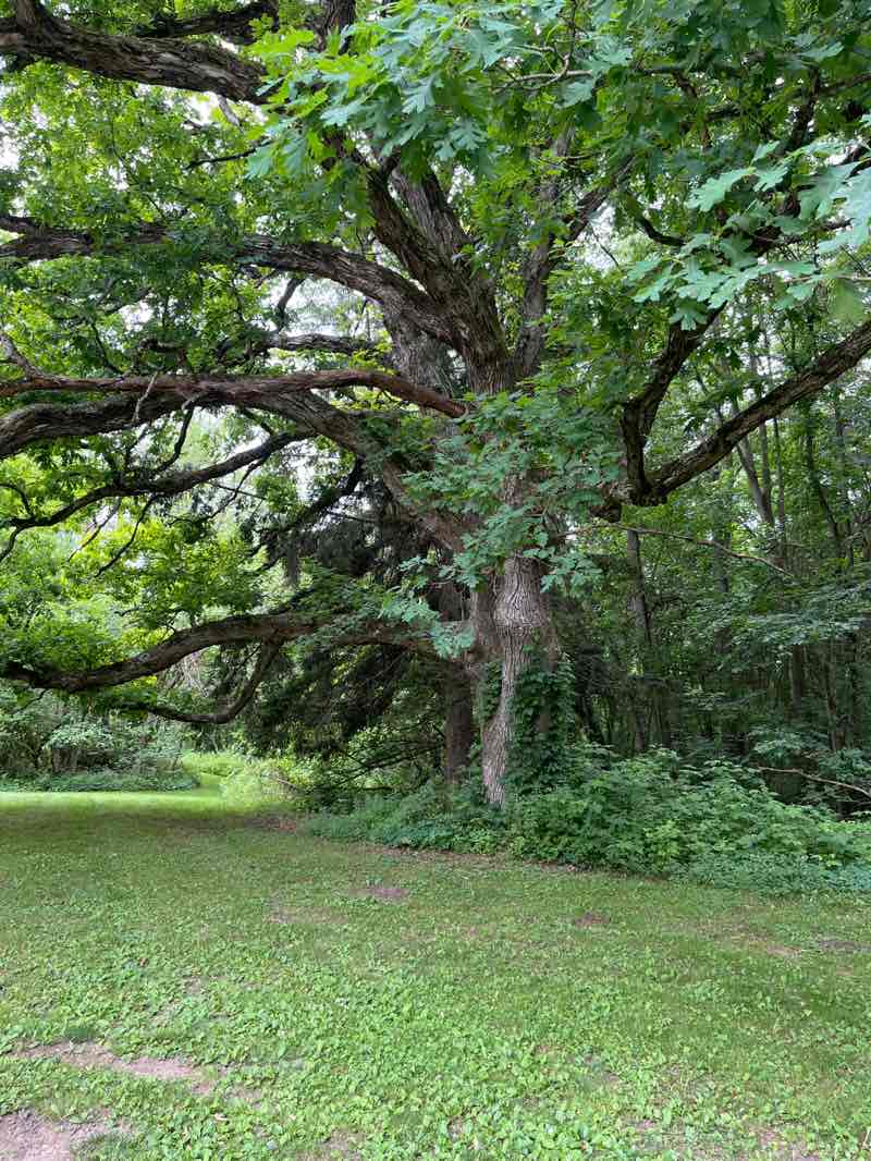 walking near me in River Oaks County Park in summer