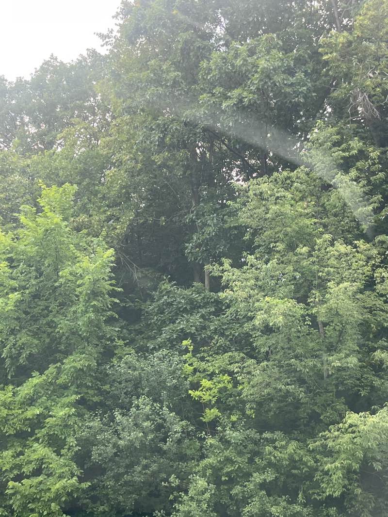 walking near me in Robbie Gage Memorial Park Site in summer