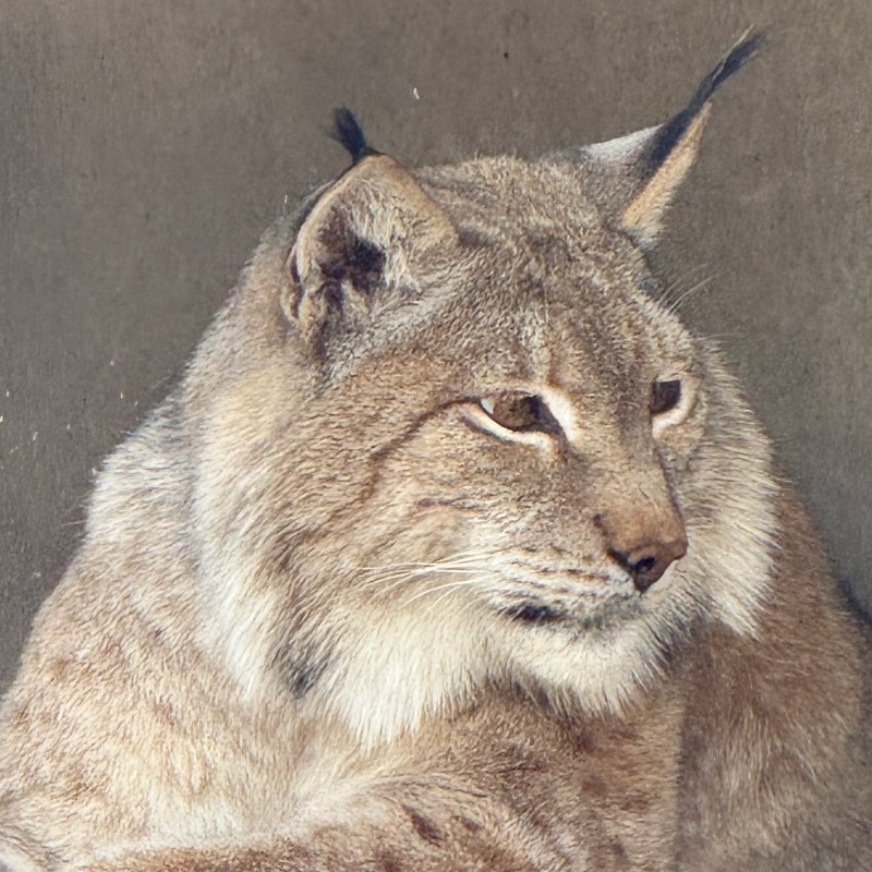 🇷🇺 Антон 🇷🇺 profile