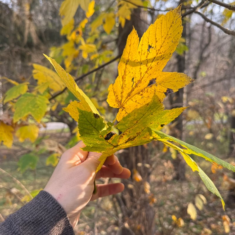 Марбисано profile