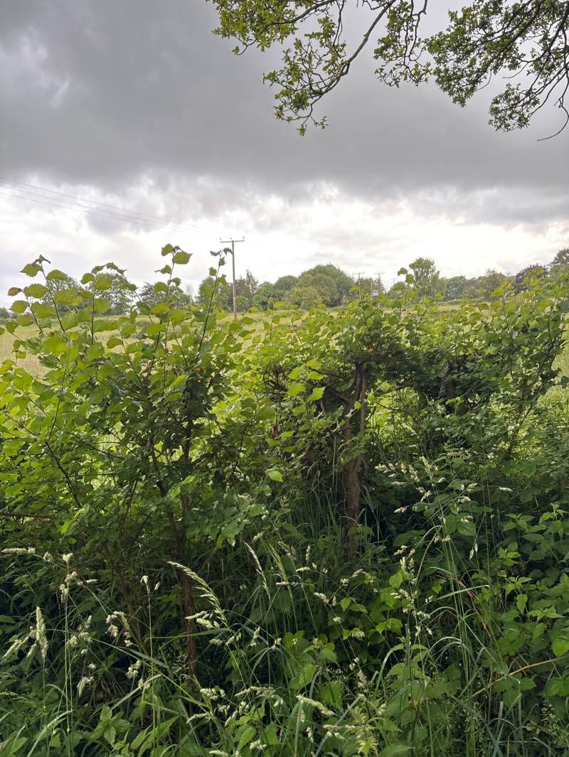 walking near me in The Friends of Bilbrook Jubilee Wood in summer