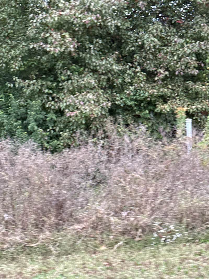 walking near me in Smithton Park in autumn