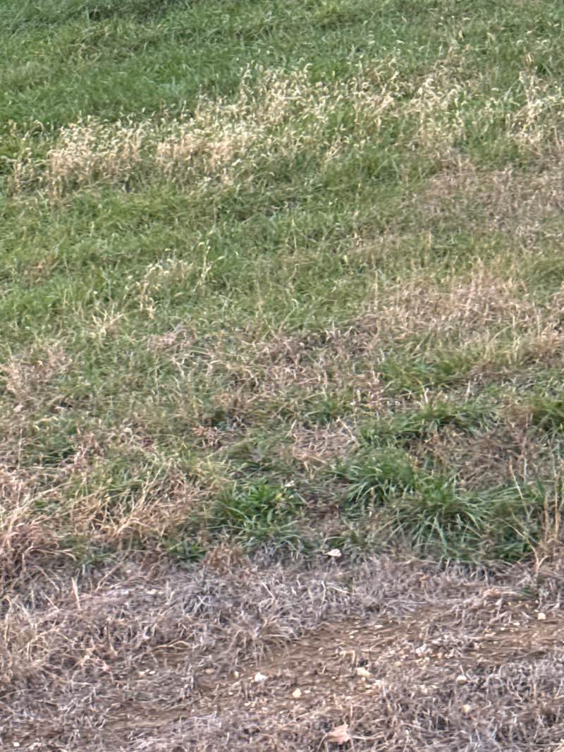 walking near me in Shepard Boulevard Park in autumn