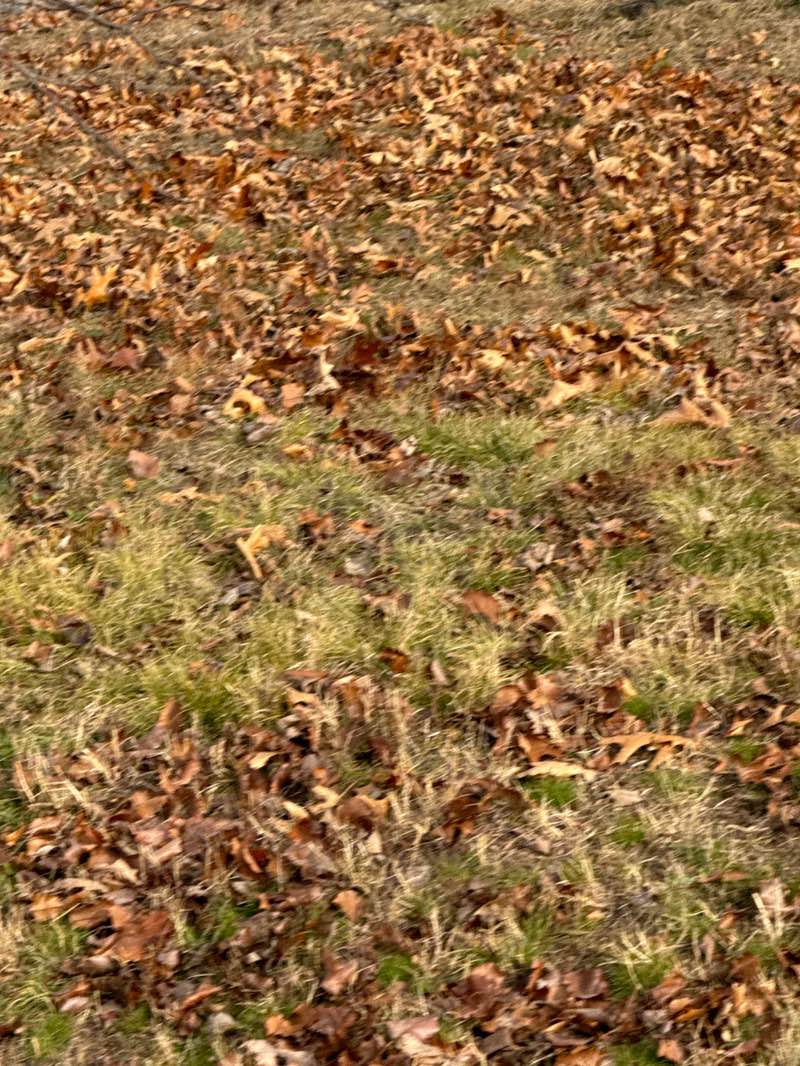 walking near me in Clyde Wilson Memorial Park in winter