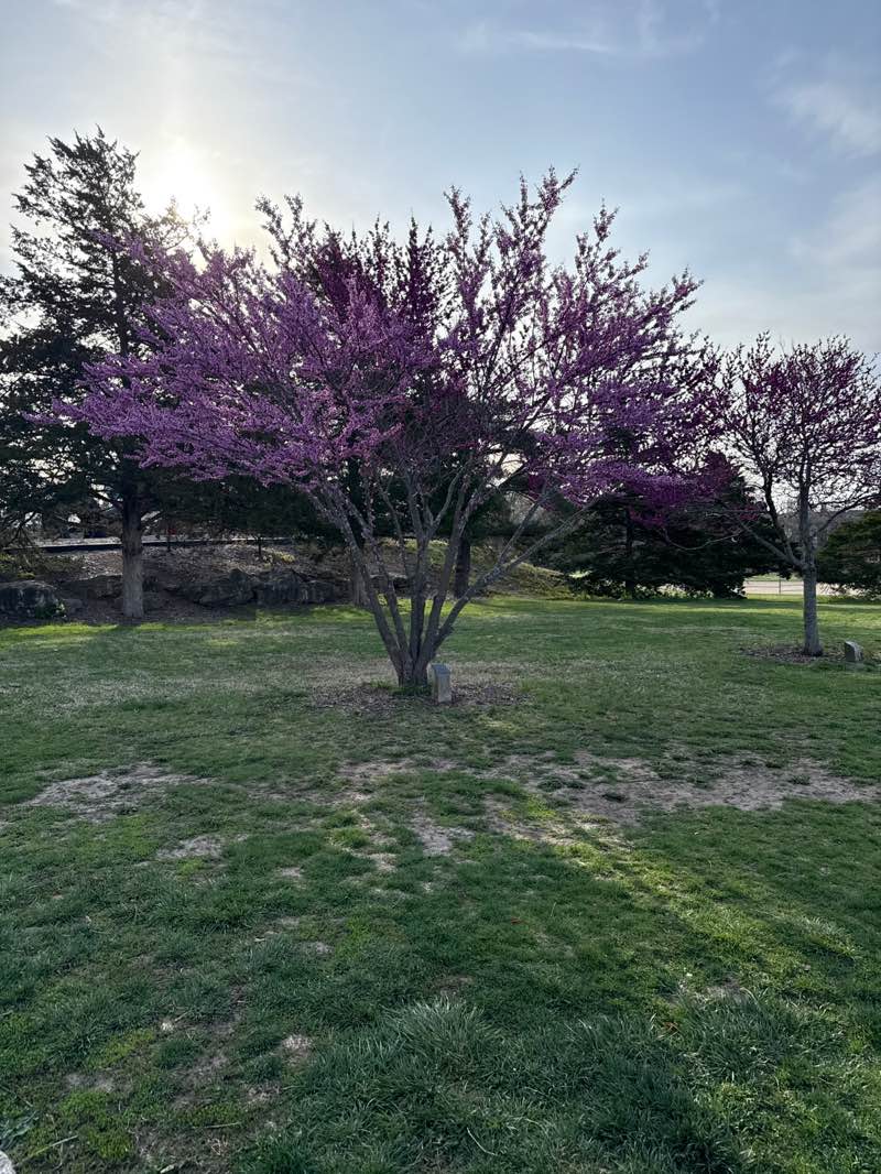 walking near me in Cosmo-Bethel park in spring