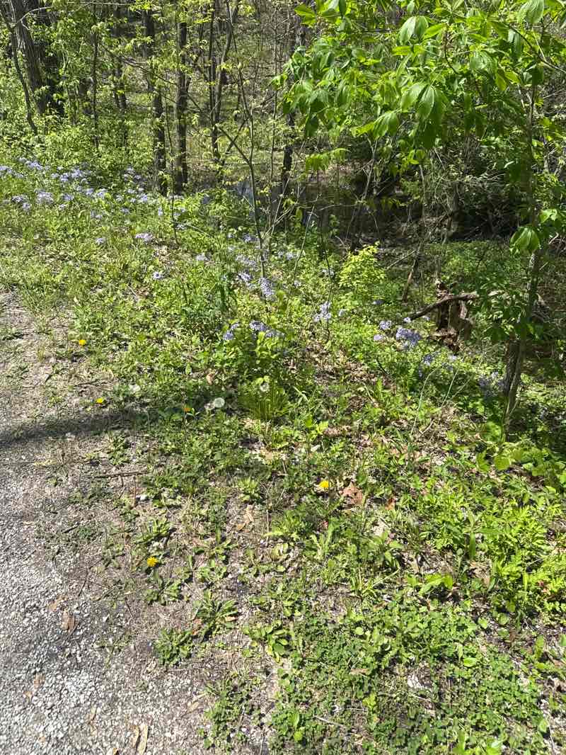 walking near me in Hinkson Woods Conservation Area in spring