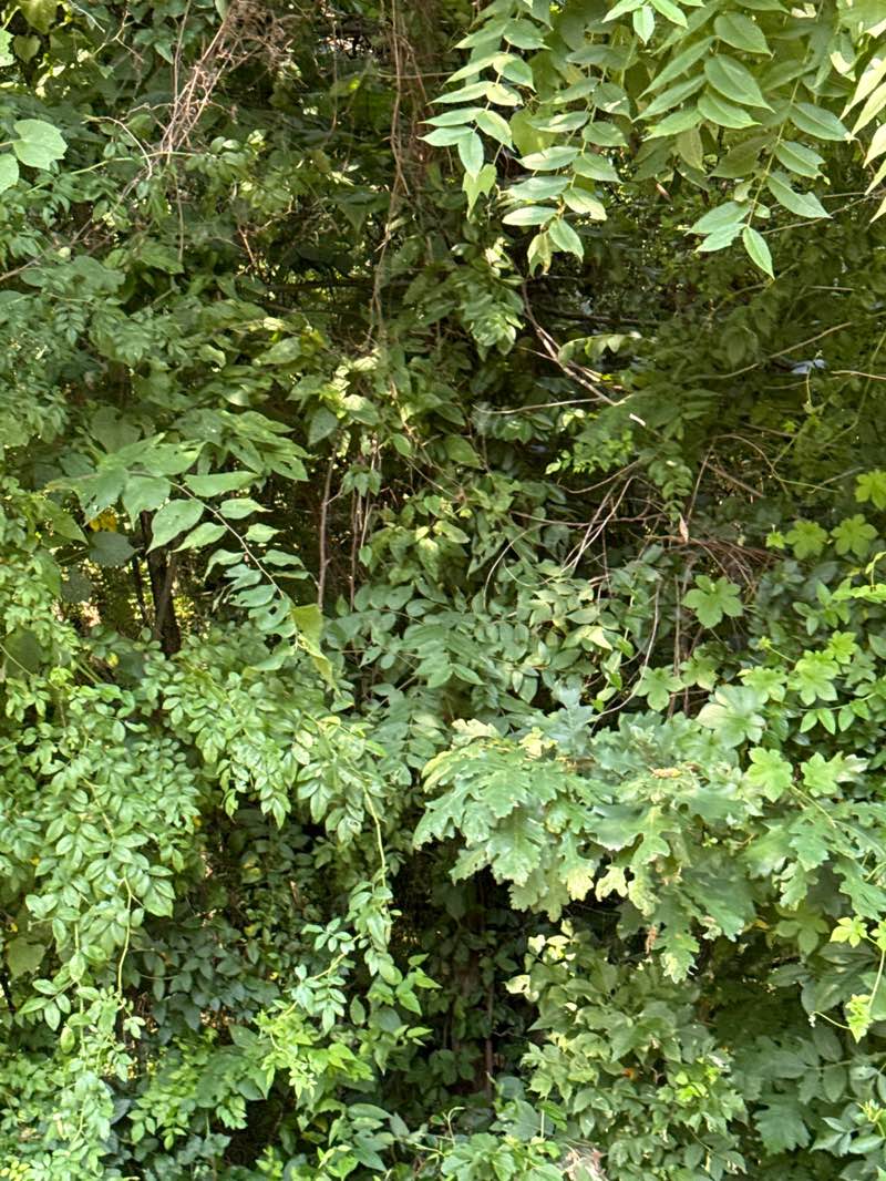 walking near me in Veterans Memorial Park in autumn