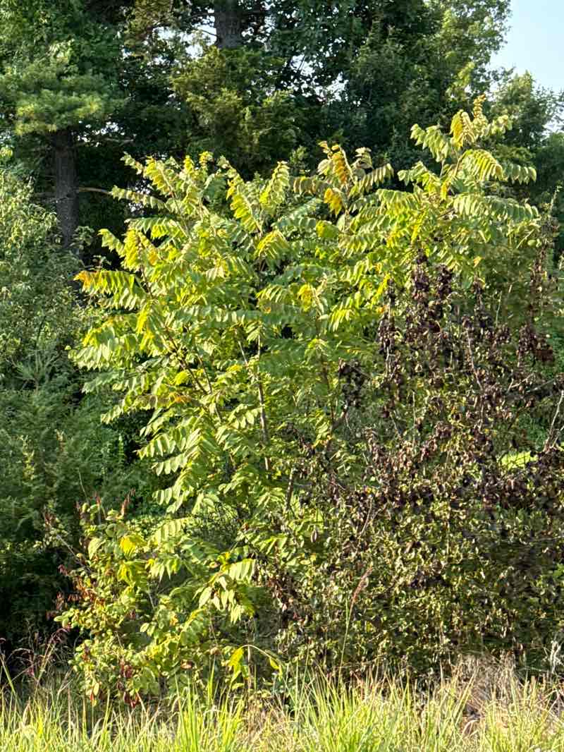 walking near me in Rock Quarry Park in autumn