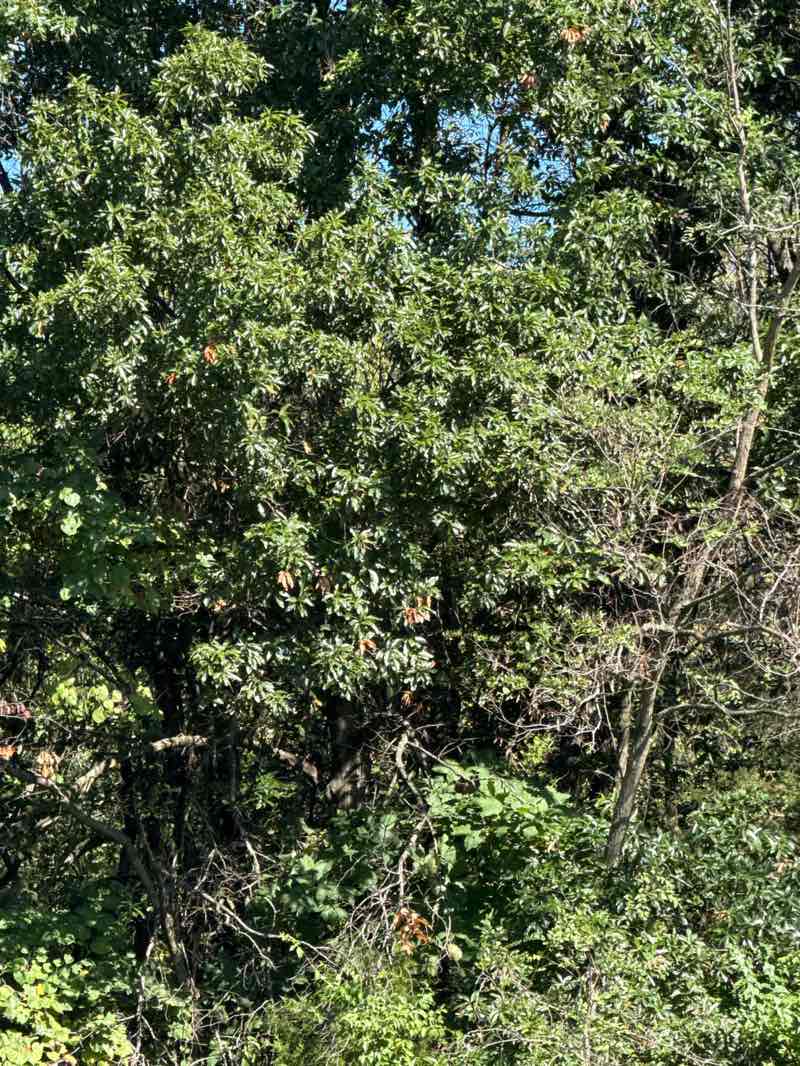 walking near me in Westwinds Park in autumn