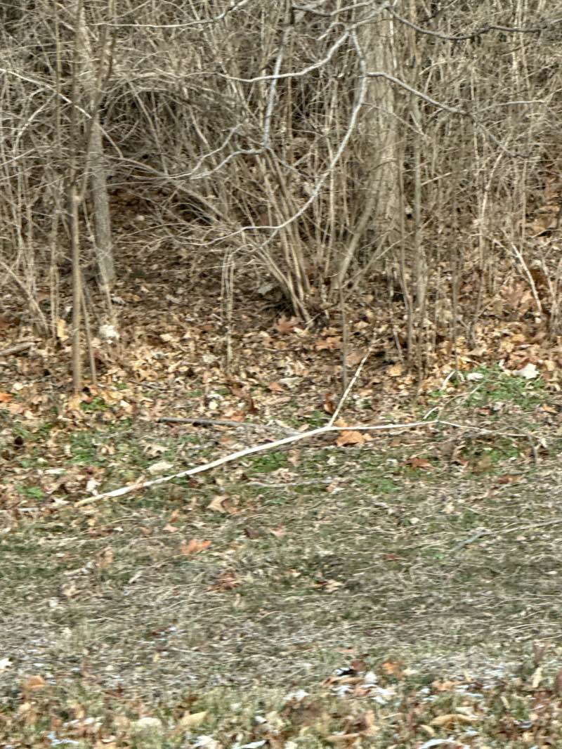 walking near me in Cosmo-Bethel park in winter