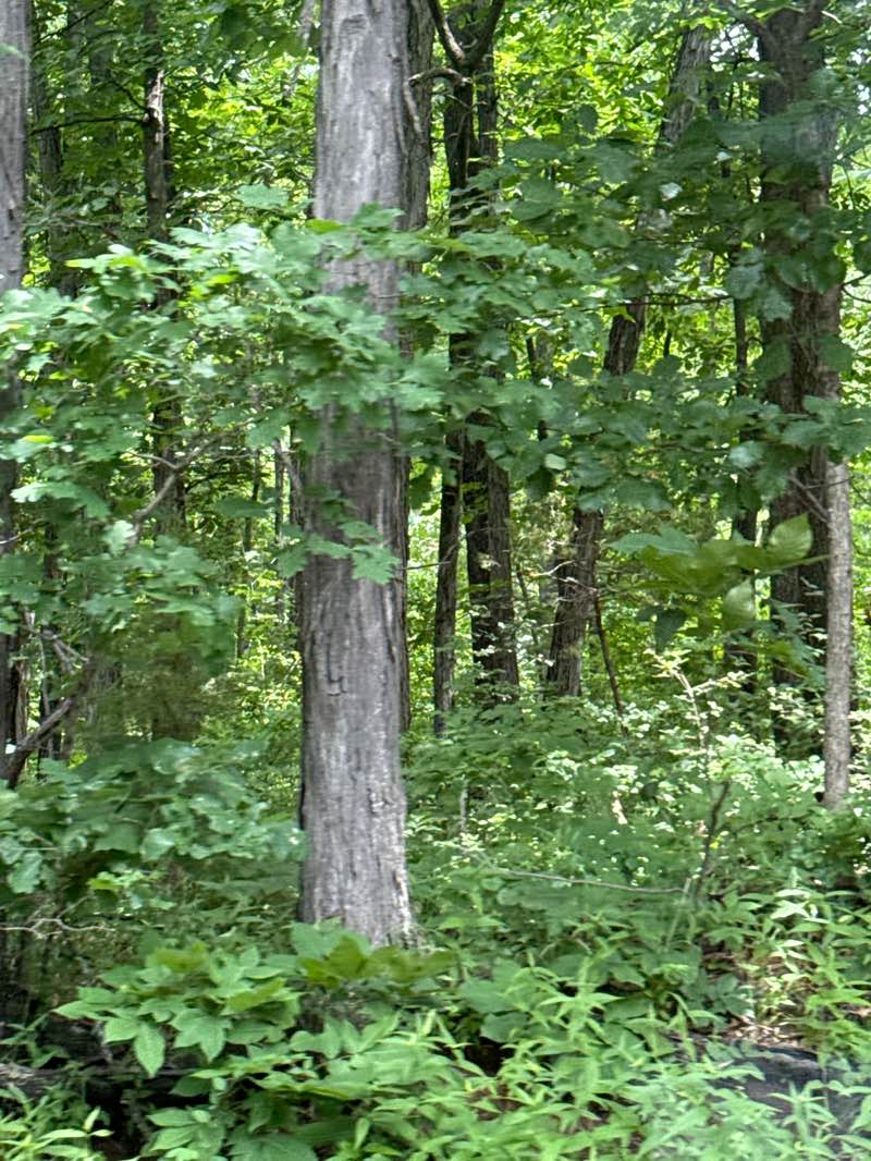walking near me in Kiwanis Park in summer