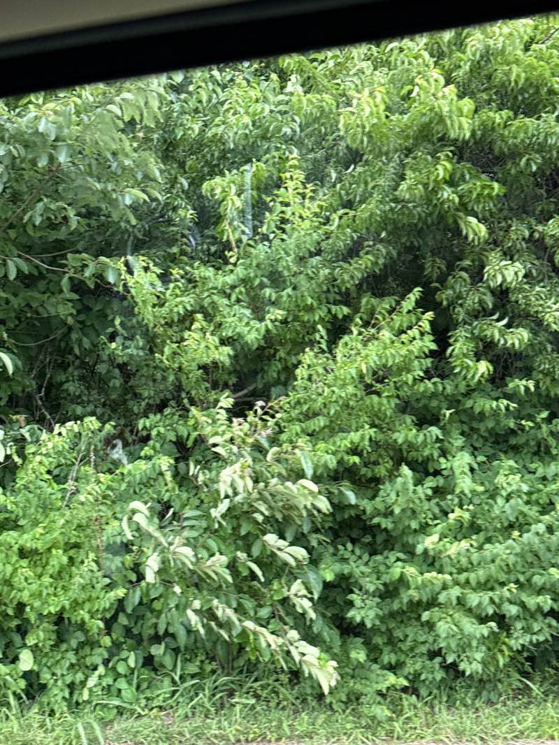 walking near me in Cosmo-Bethel park in summer