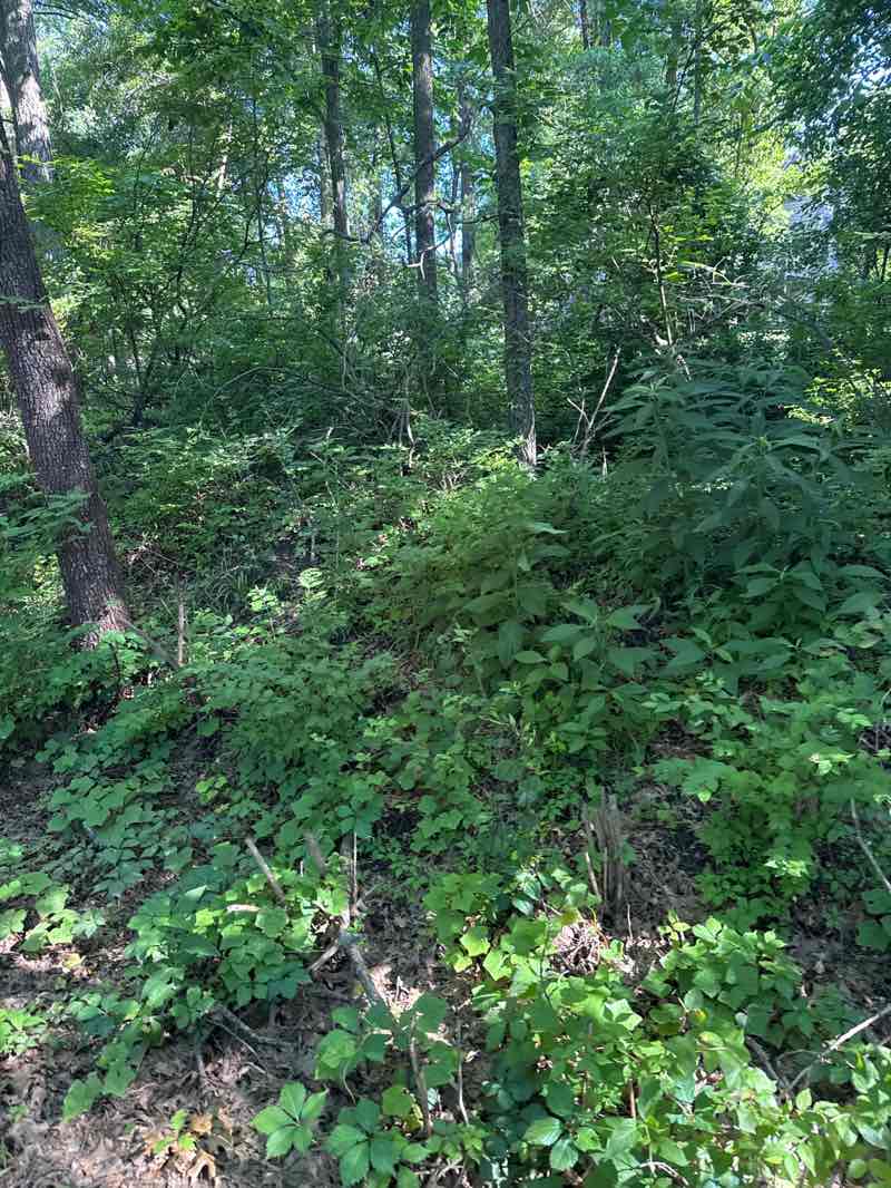 walking near me in Forum Nature Area in summer