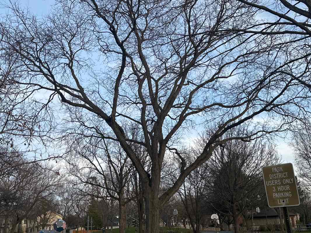 walking near me in Maplewood Park in spring