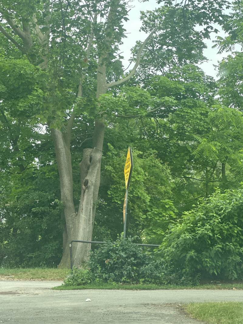 walking near me in Merritt Park in summer