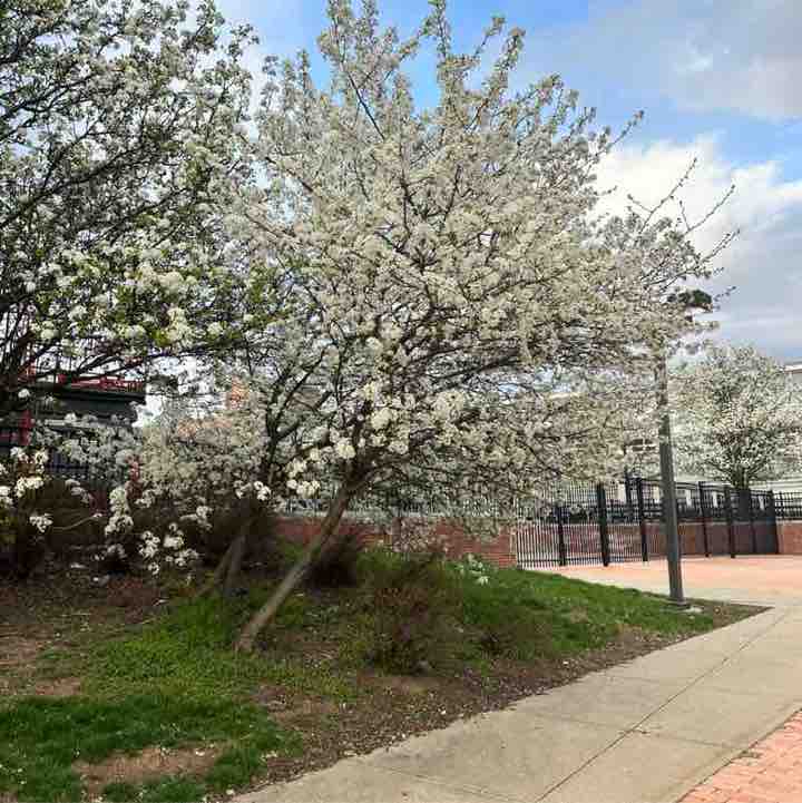 B-Well Step Society Smit post image