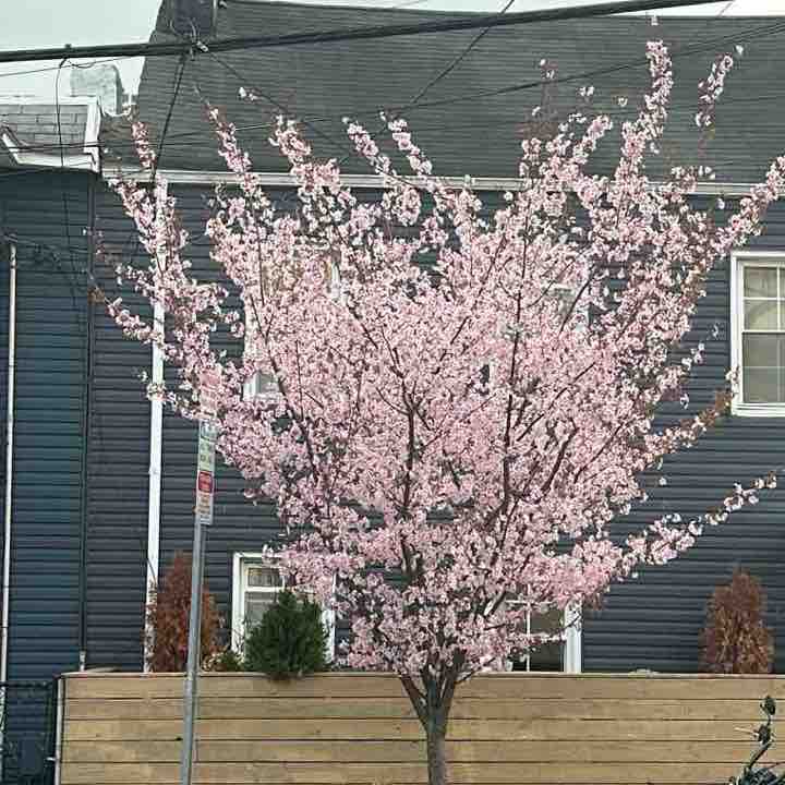 B-Well Step Society Smit post image