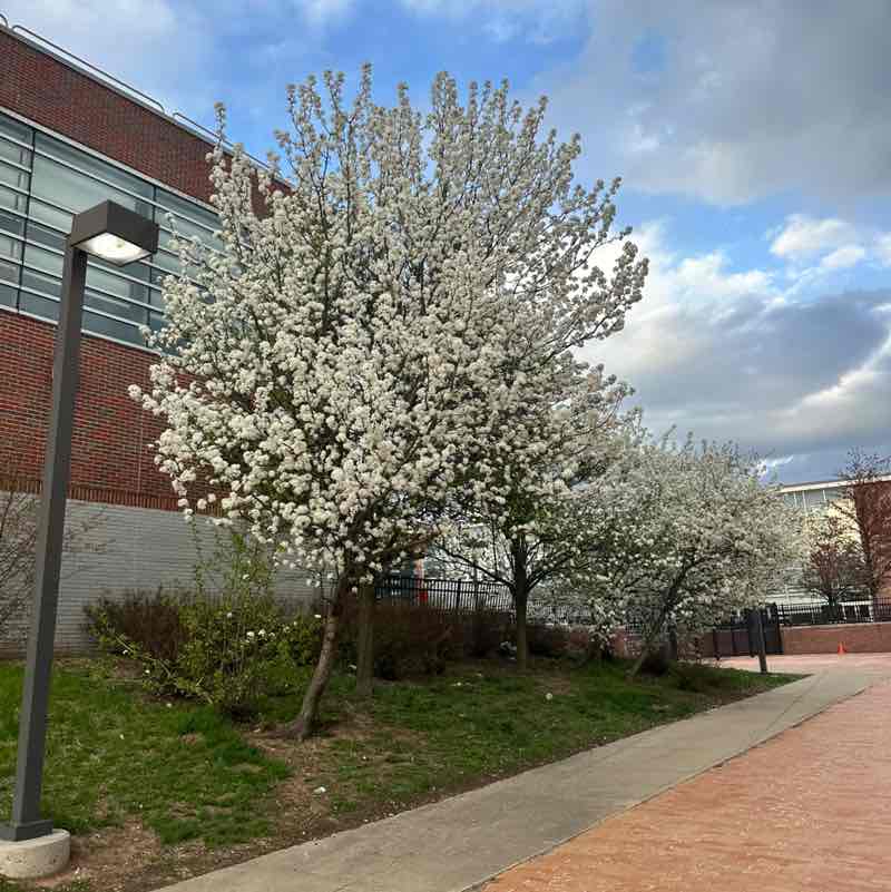 B-Well Step Society Smit post image