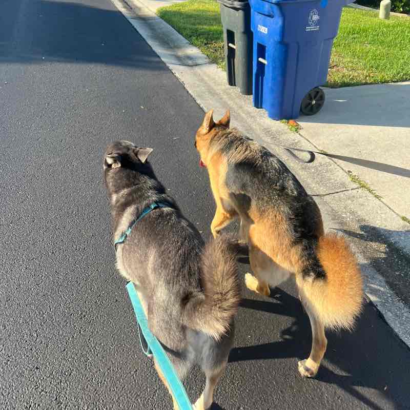 HD VOA Walking Challenge Sam D post image