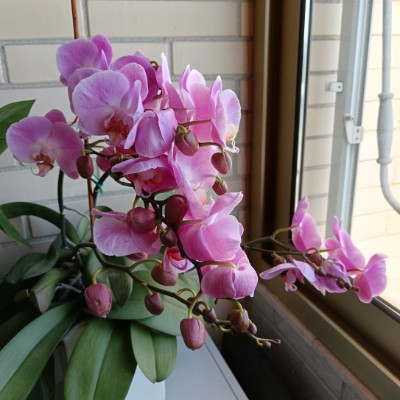 amici love Gaetano post image