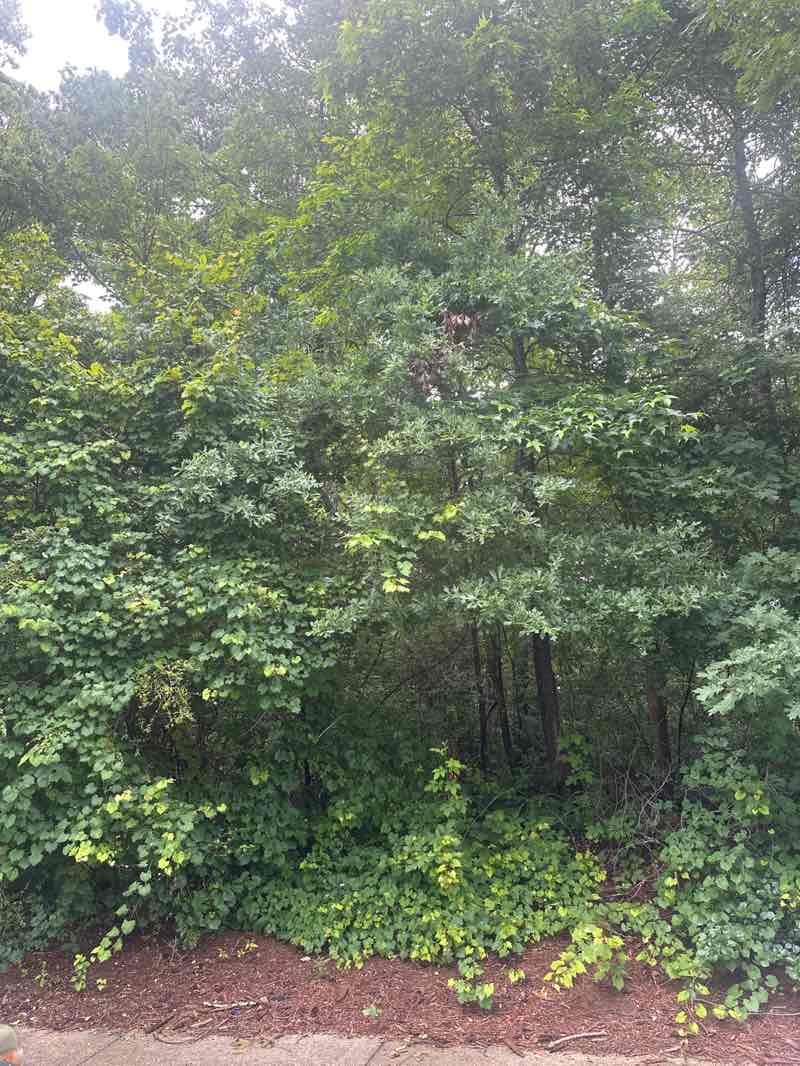 walking near me in Lucky Shoals Park in summer