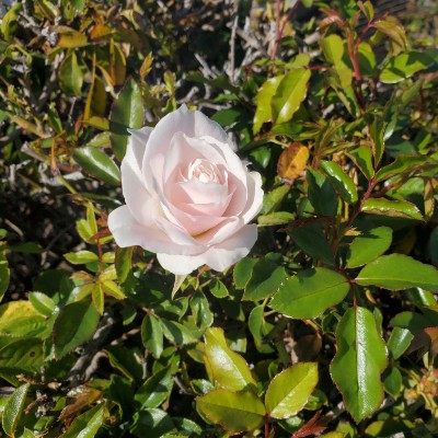 Vanessa Ramirez post 3