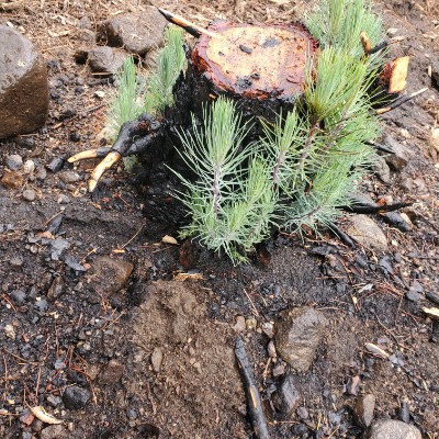 Vanessa Ramirez post 1