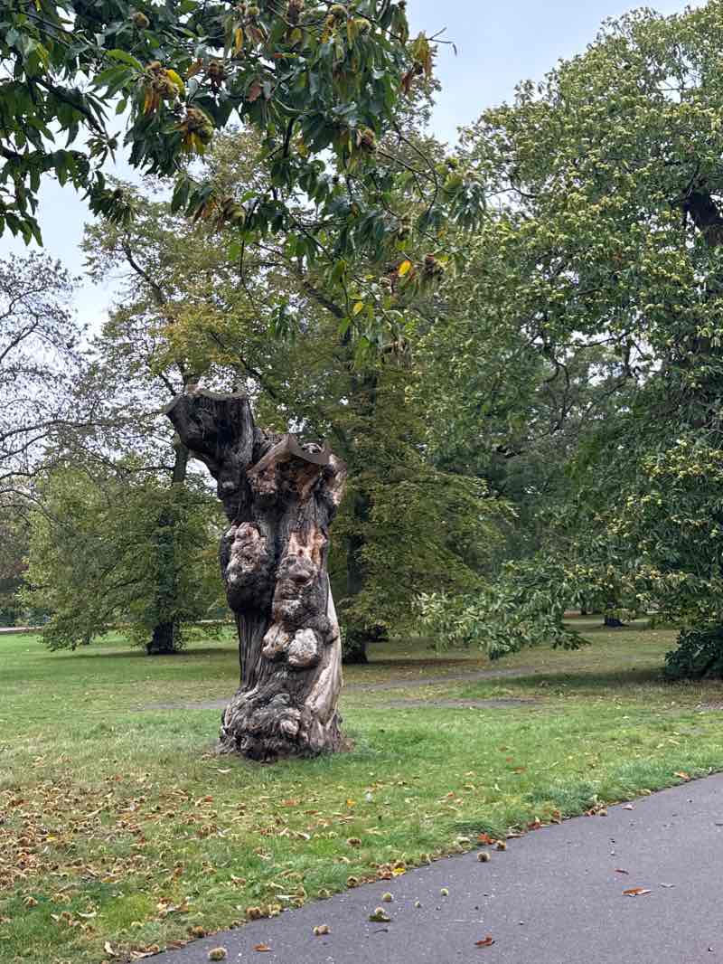 walking near me in Greenwich Park in winter