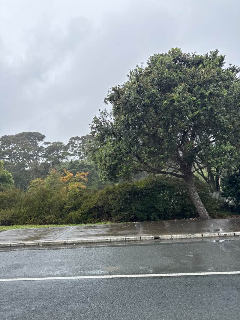 walking near me in Pohutukawa Park in autumn