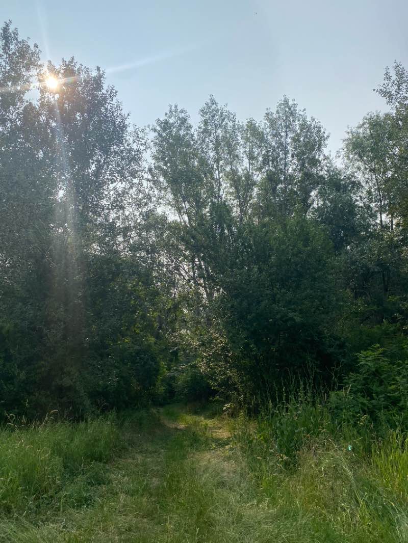 walking near me in Parcul Copiilor in summer